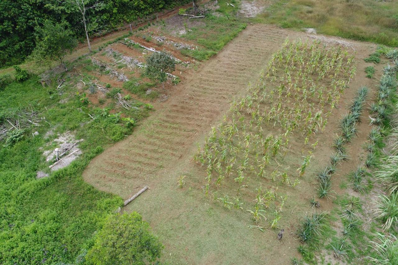 Hope Garden, Sarapiqui, We Connect You With The Sarapiqui Tropical Forest מראה חיצוני תמונה
