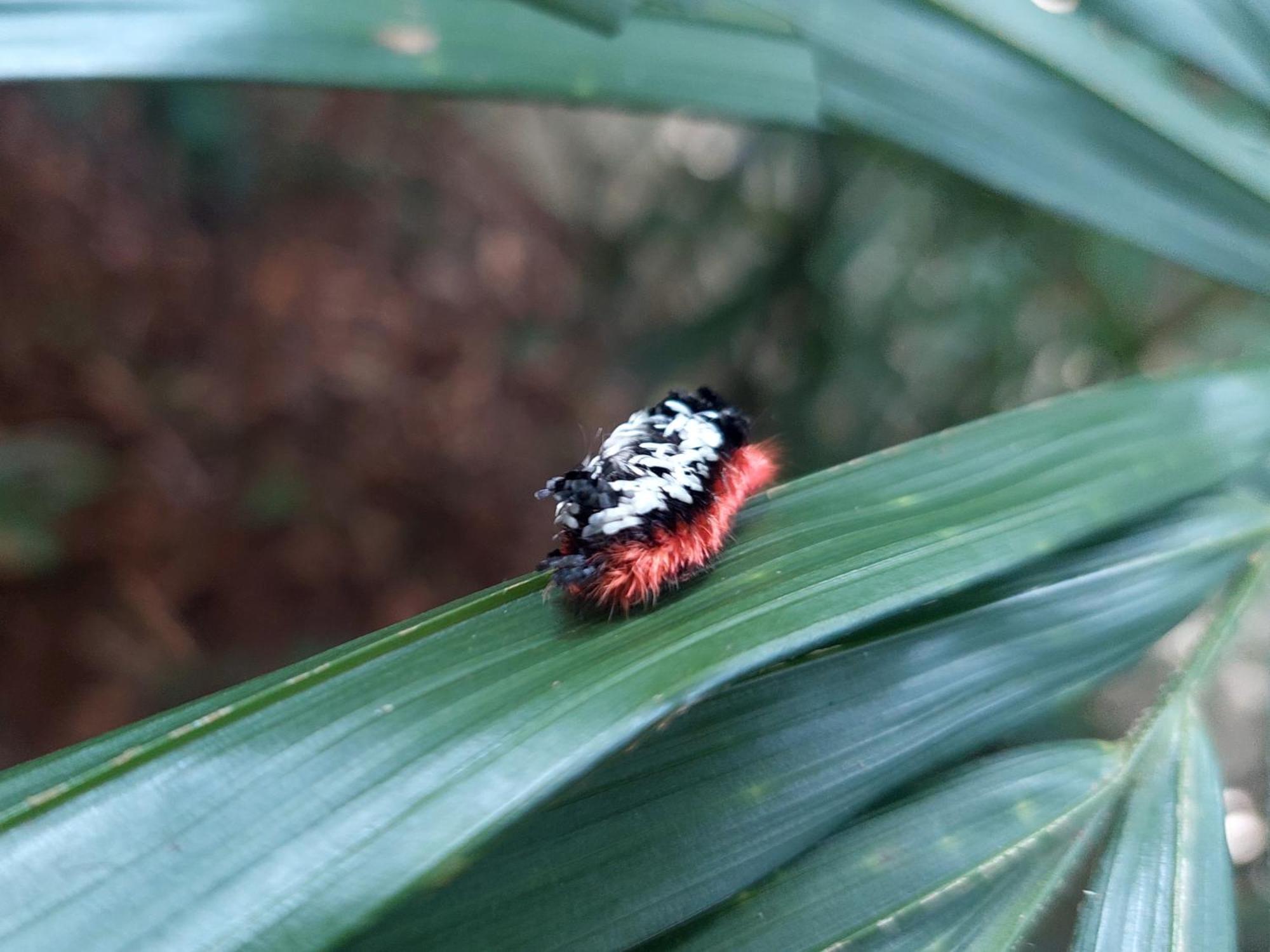 Hope Garden, Sarapiqui, We Connect You With The Sarapiqui Tropical Forest מראה חיצוני תמונה