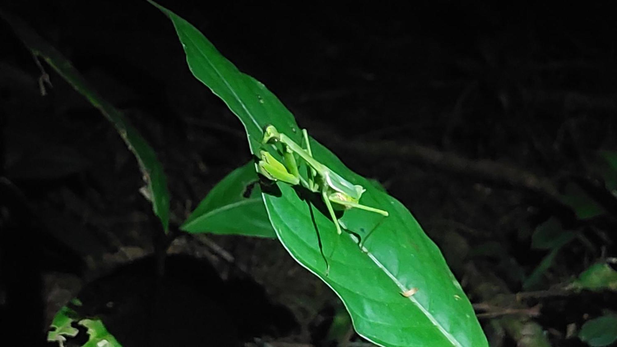 Hope Garden, Sarapiqui, We Connect You With The Sarapiqui Tropical Forest מראה חיצוני תמונה