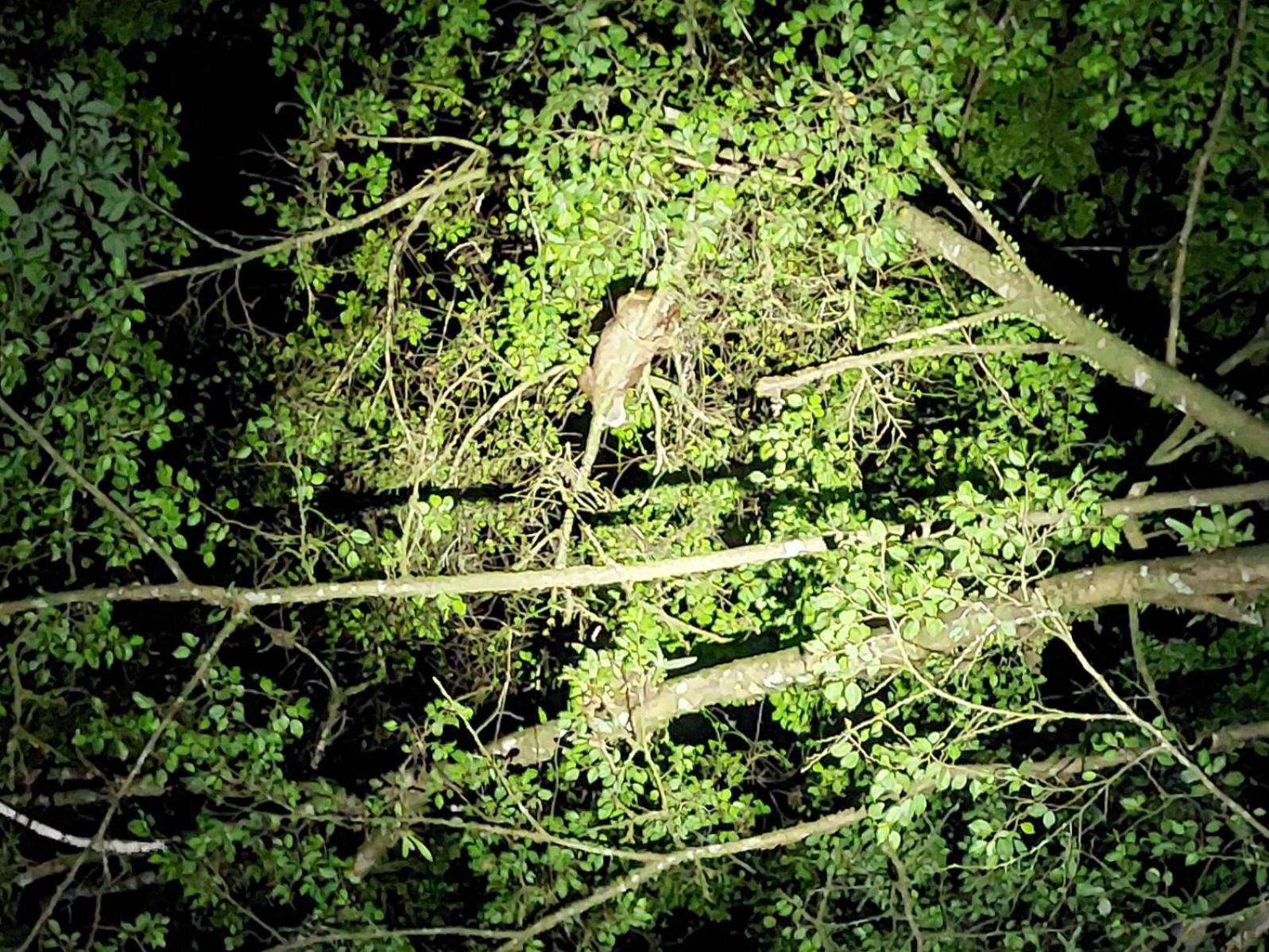 Hope Garden, Sarapiqui, We Connect You With The Sarapiqui Tropical Forest מראה חיצוני תמונה
