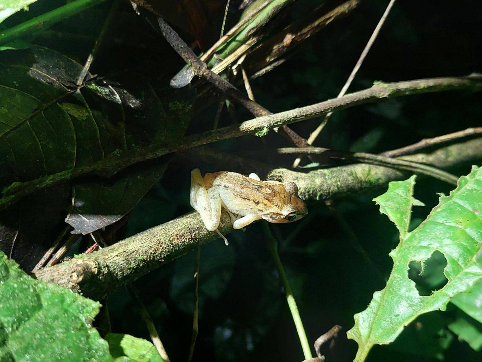 Hope Garden, Sarapiqui, We Connect You With The Sarapiqui Tropical Forest מראה חיצוני תמונה