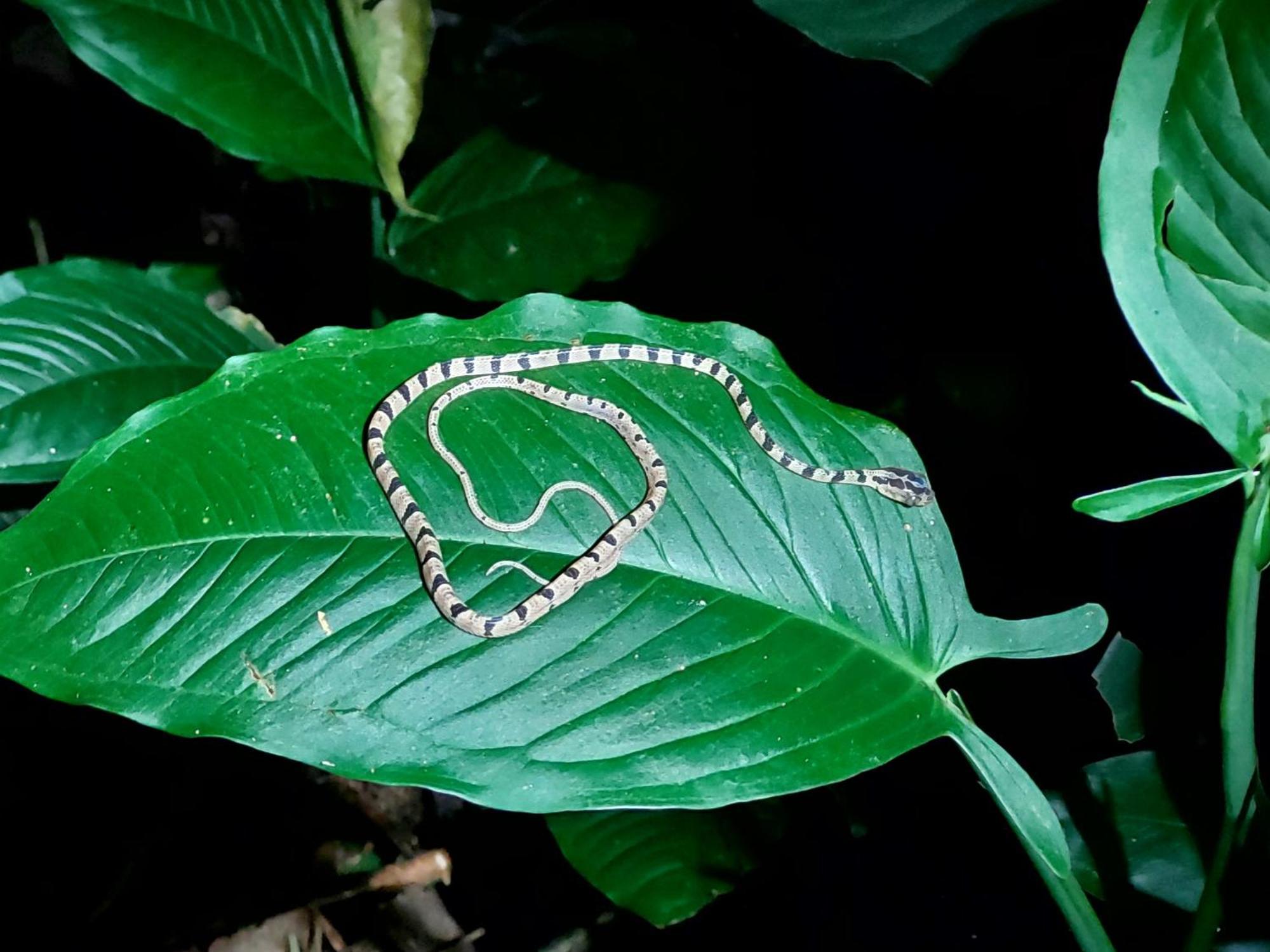 Hope Garden, Sarapiqui, We Connect You With The Sarapiqui Tropical Forest מראה חיצוני תמונה