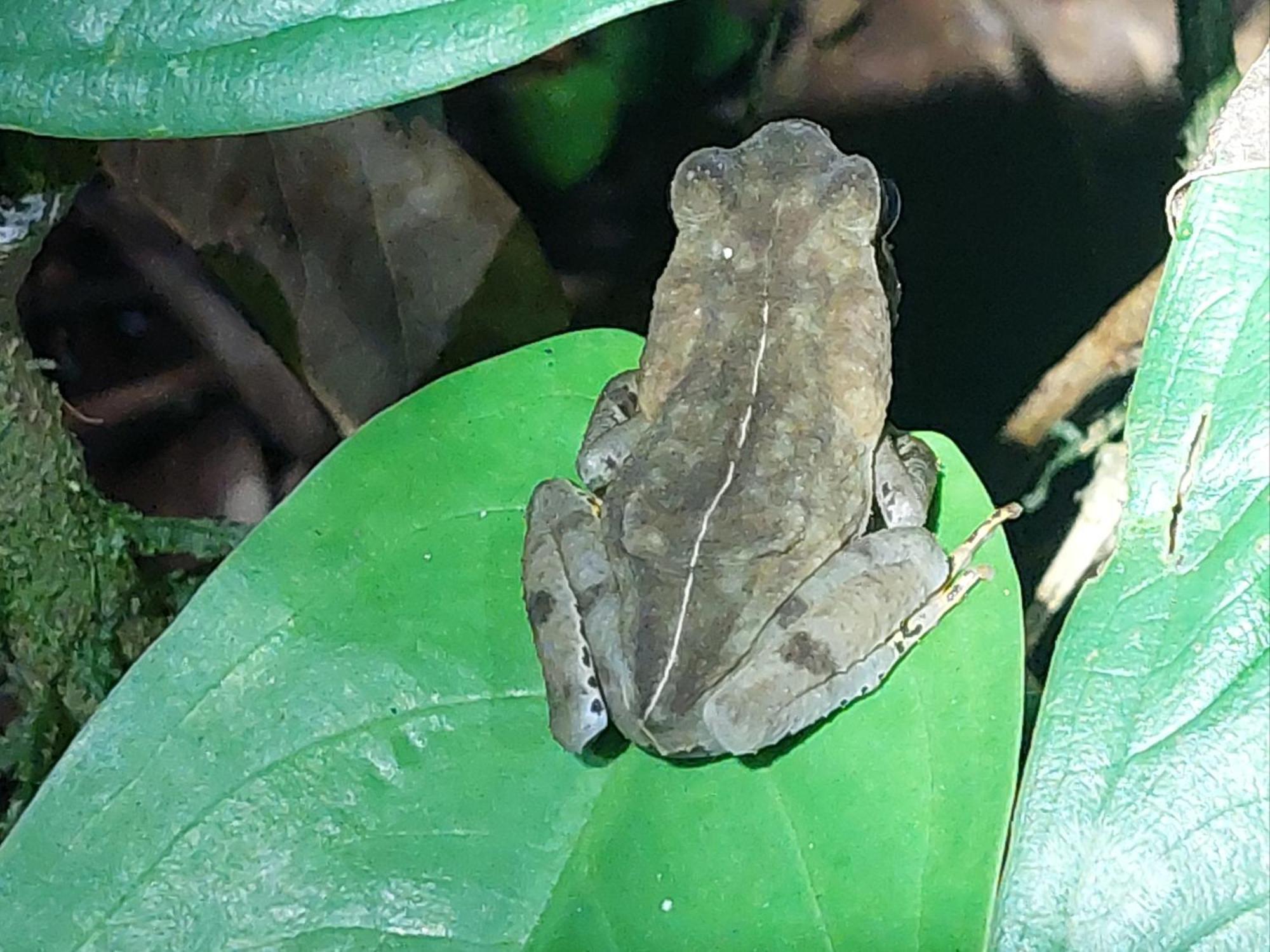 Hope Garden, Sarapiqui, We Connect You With The Sarapiqui Tropical Forest מראה חיצוני תמונה