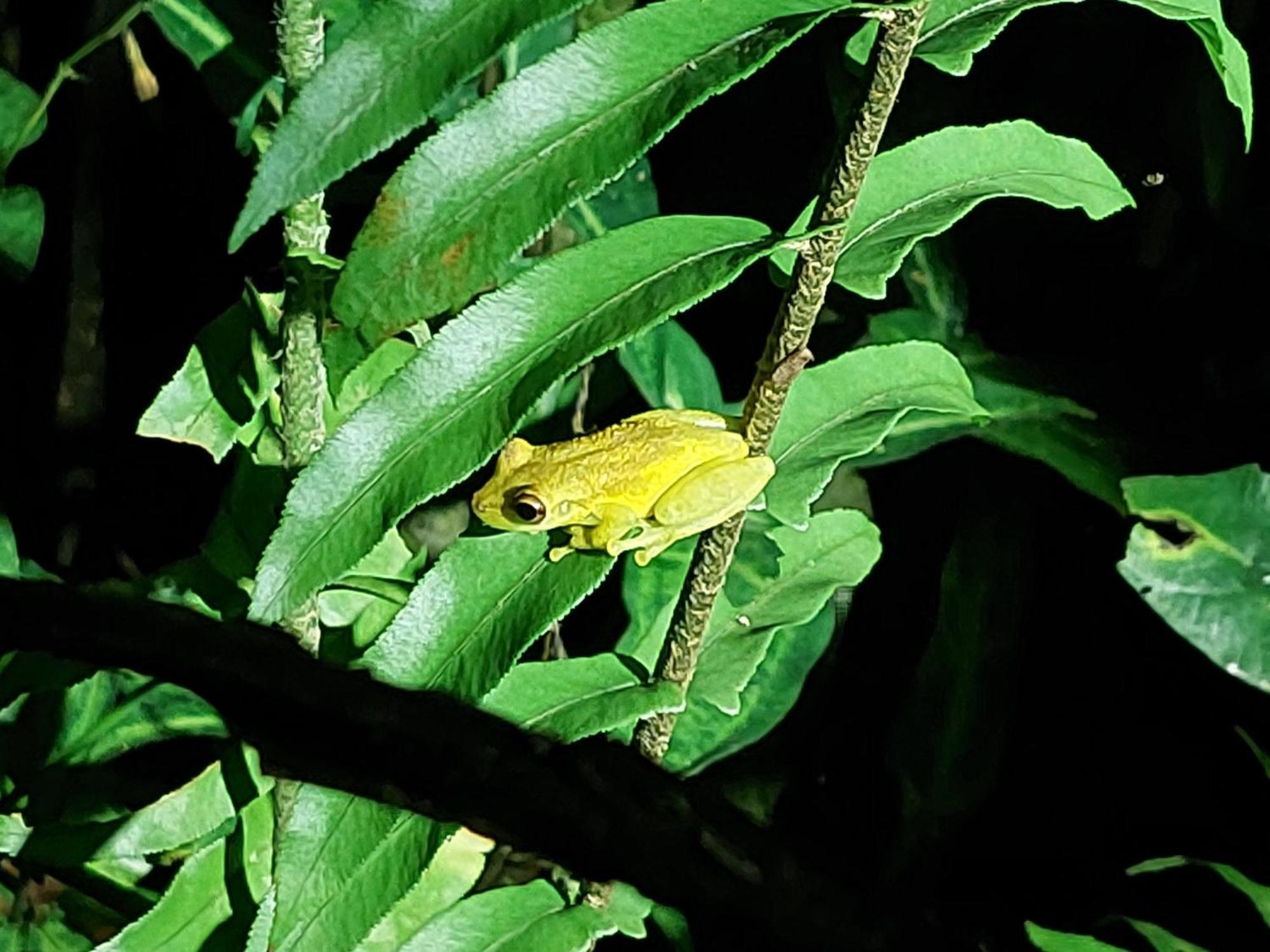 Hope Garden, Sarapiqui, We Connect You With The Sarapiqui Tropical Forest מראה חיצוני תמונה