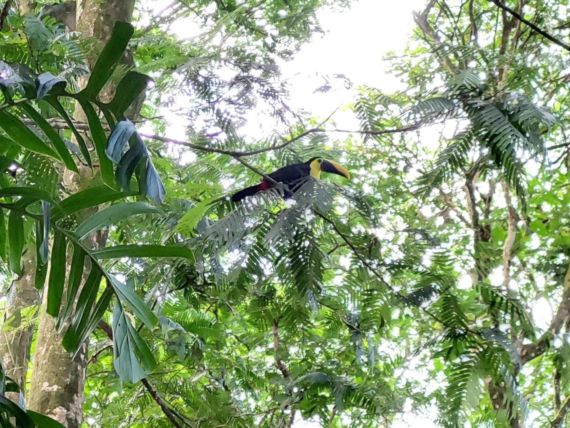 Hope Garden, Sarapiqui, We Connect You With The Sarapiqui Tropical Forest מראה חיצוני תמונה