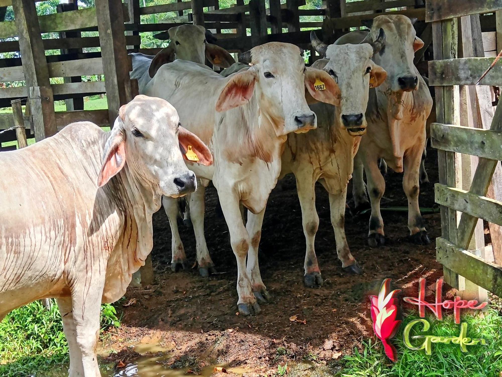 Hope Garden, Sarapiqui, We Connect You With The Sarapiqui Tropical Forest מראה חיצוני תמונה