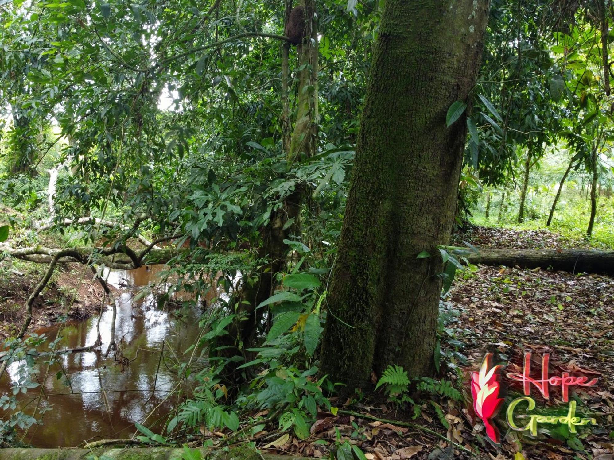 Hope Garden, Sarapiqui, We Connect You With The Sarapiqui Tropical Forest מראה חיצוני תמונה