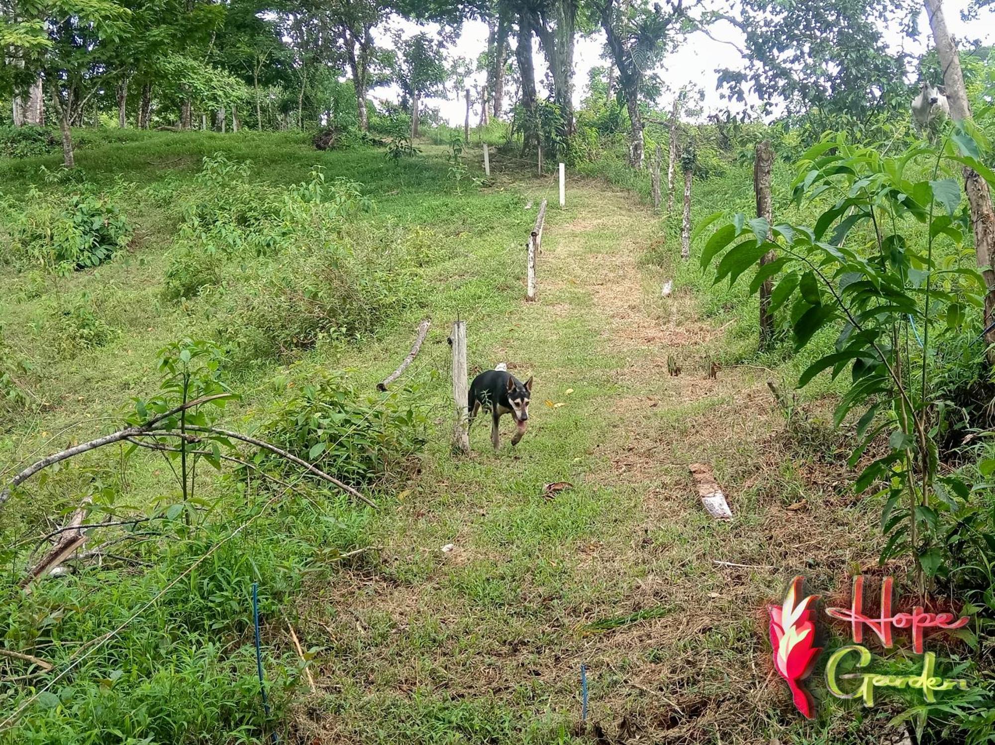 Hope Garden, Sarapiqui, We Connect You With The Sarapiqui Tropical Forest מראה חיצוני תמונה
