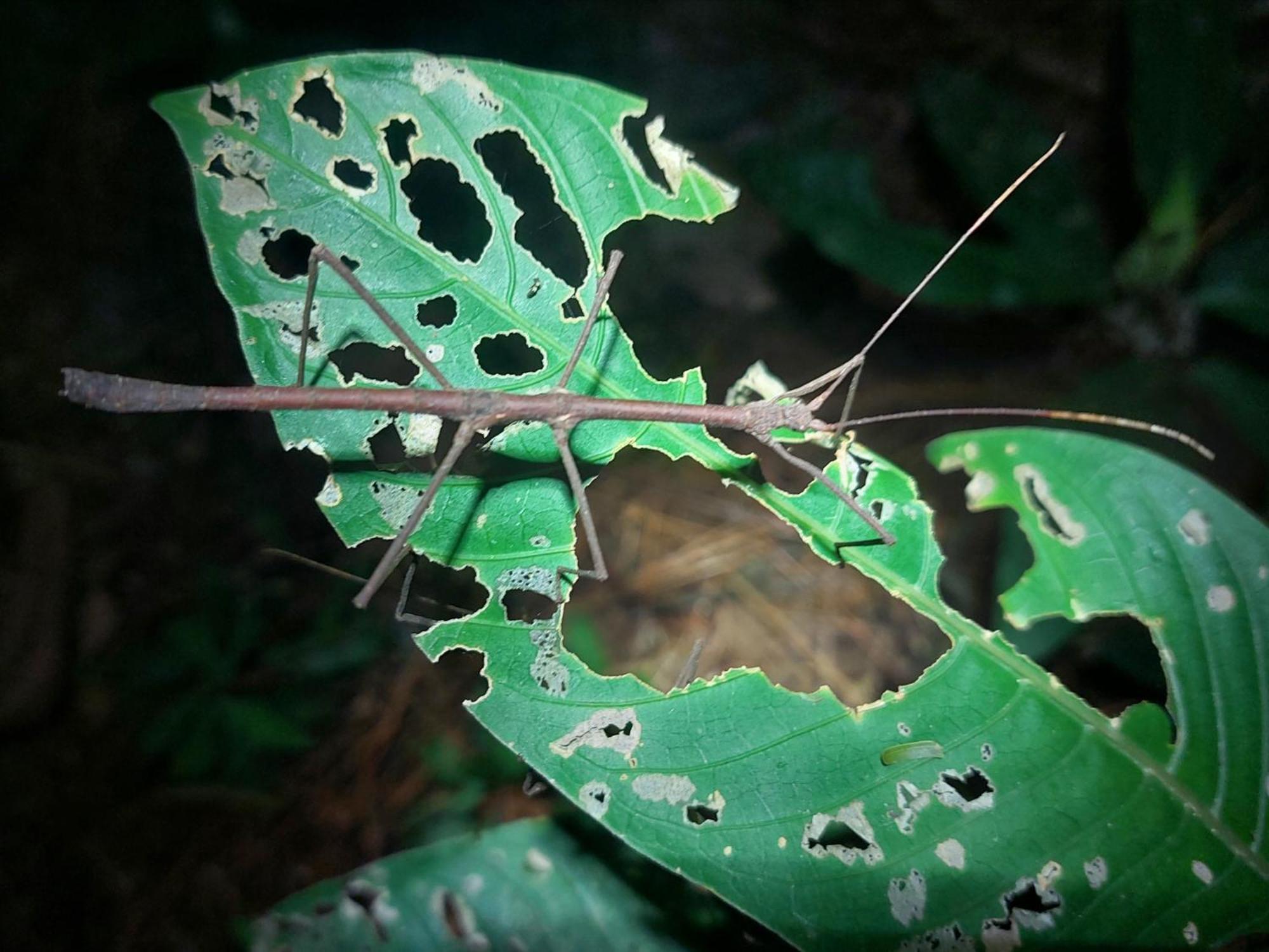Hope Garden, Sarapiqui, We Connect You With The Sarapiqui Tropical Forest מראה חיצוני תמונה
