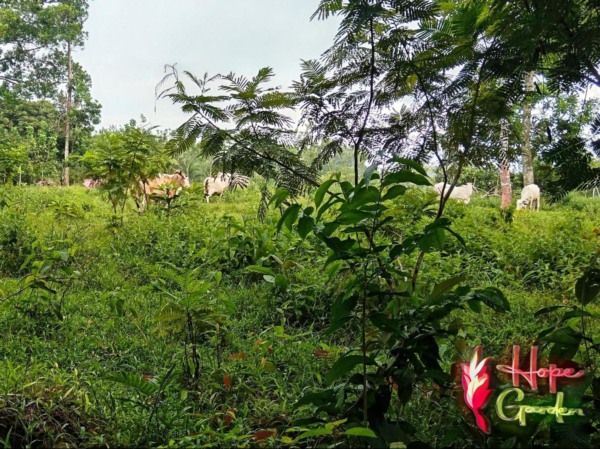 Hope Garden, Sarapiqui, We Connect You With The Sarapiqui Tropical Forest מראה חיצוני תמונה